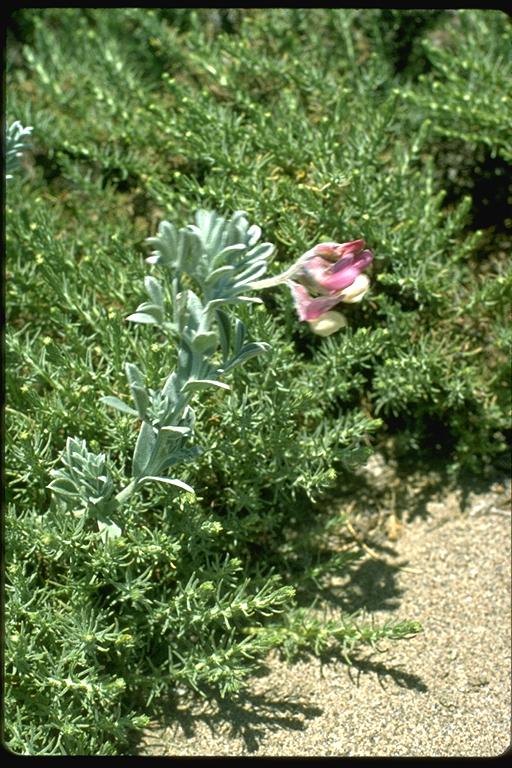 Lathyrus littoralis Lathyrus littoralis