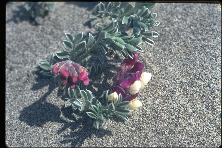 Lathyrus littoralis