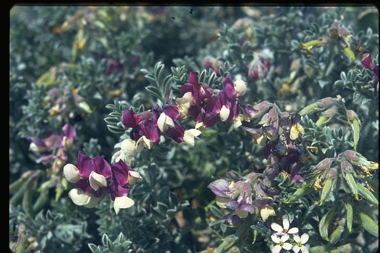 Lathyrus littoralis