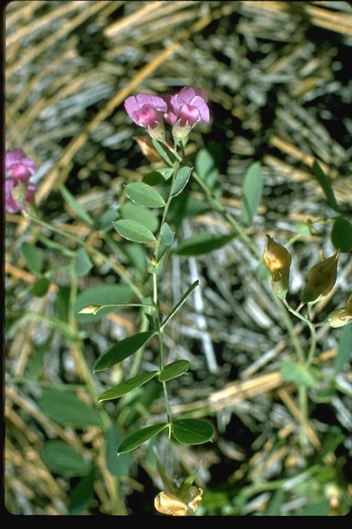 Lathyrus nevadensis Lathyrus nevadensis