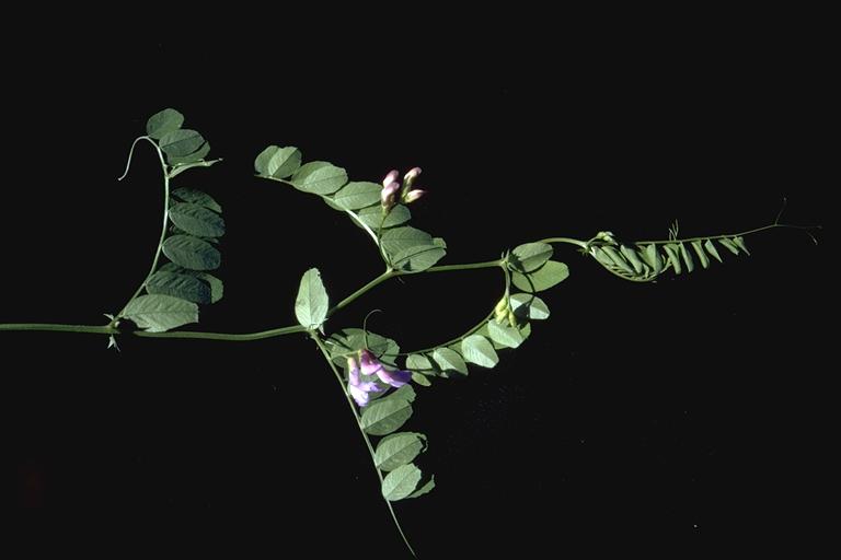 Lathyrus nevadensis