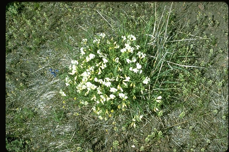 Lathyrus rigidus