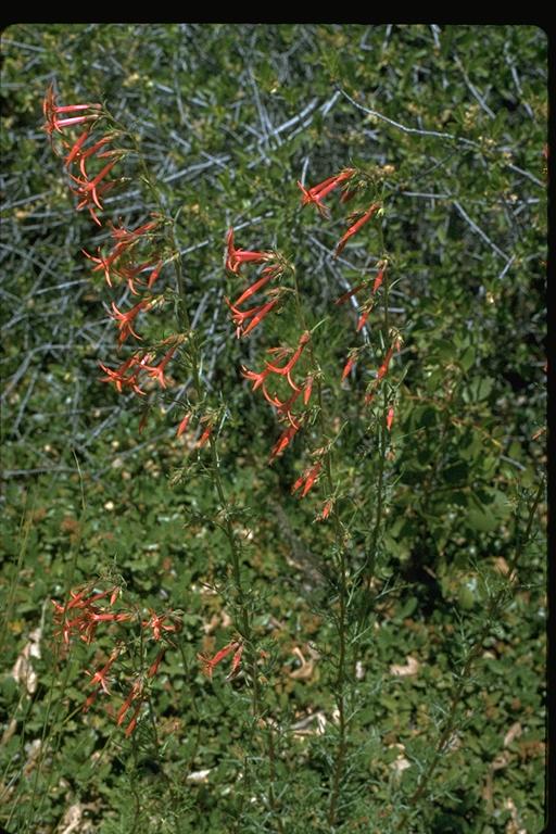 Ipomopsis aggregata Ipomopsis aggregata