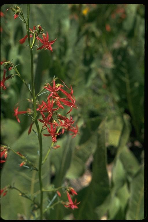 Ipomopsis aggregata Ipomopsis aggregata