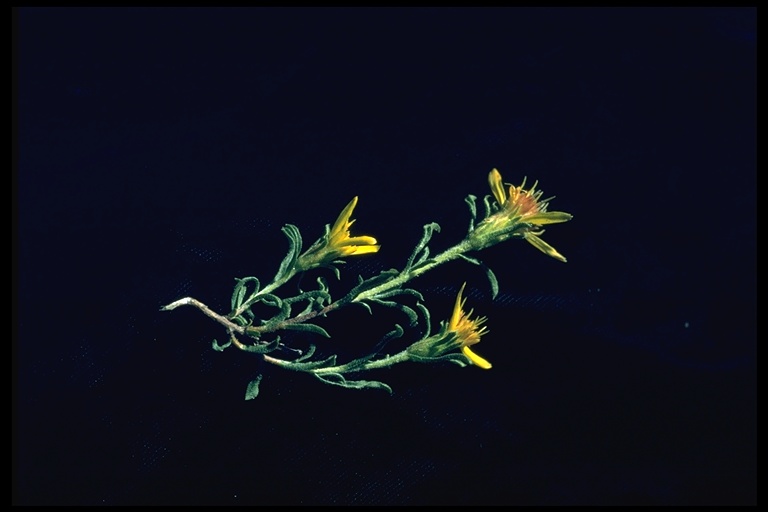 Ericameria suffruticosa Ericameria suffruticosa