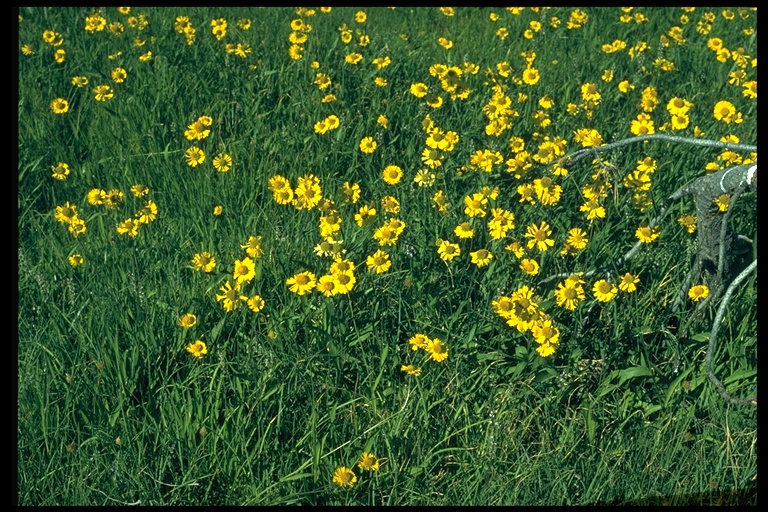 Helenium puberulum Helenium puberulum