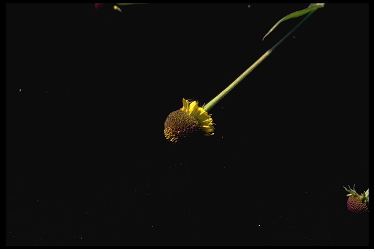 Helenium puberulum Helenium puberulum