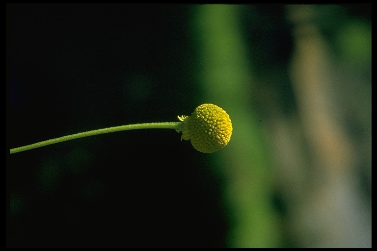 Helenium puberulum Helenium puberulum