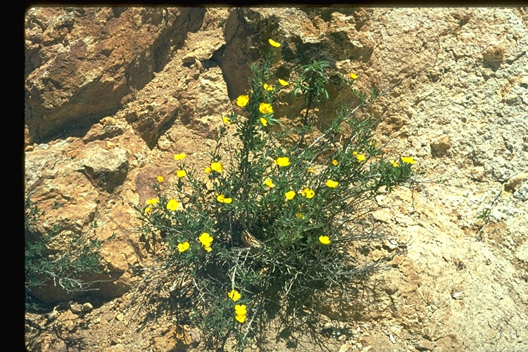 Dendromecon rigida Dendromecon rigida
