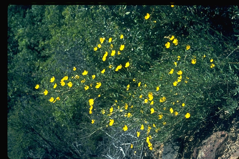 Dendromecon rigida Dendromecon rigida