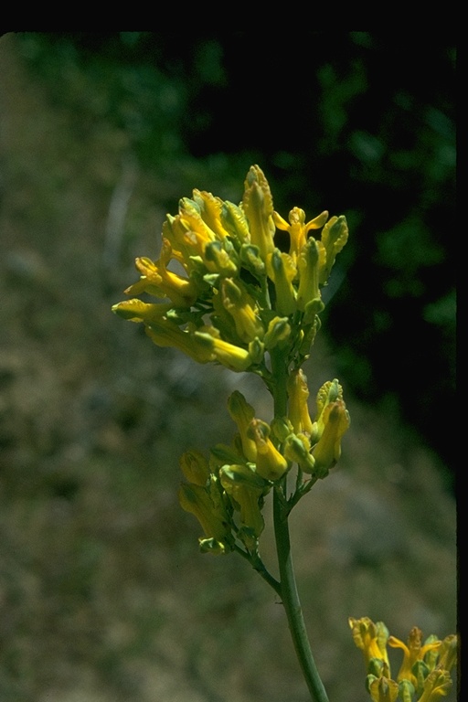 Ehrendorferia chrysantha Ehrendorferia chrysantha