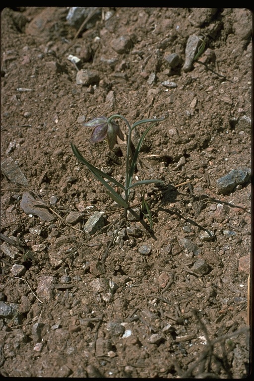 Fritillaria atropurpurea