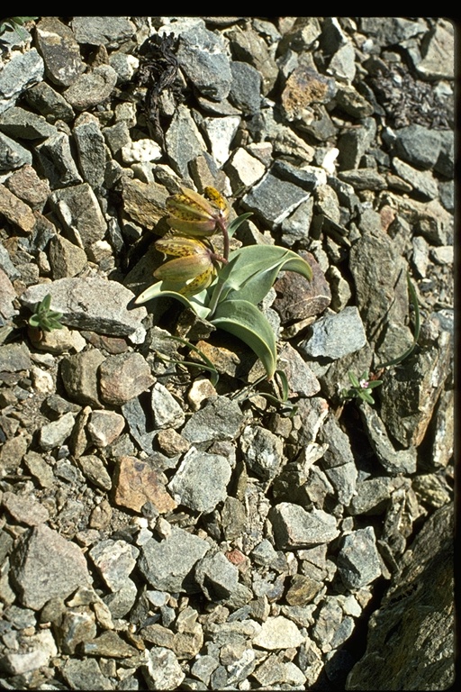 Fritillaria glauca