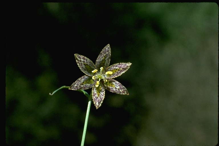 Fritillaria affinis