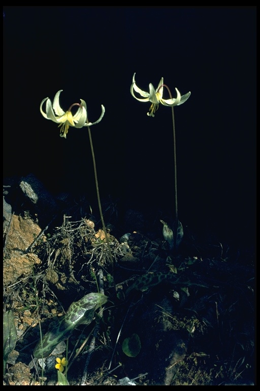 Erythronium californicum Erythronium californicum