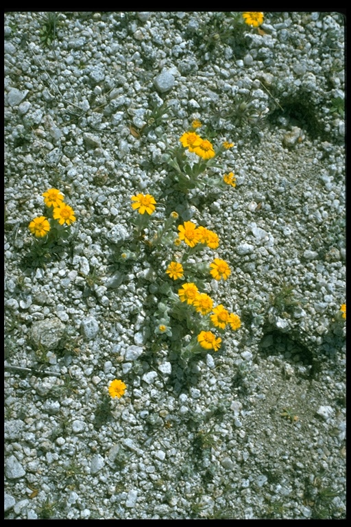 Eriophyllum wallacei