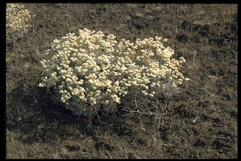 Eriogonum strictum var. proliferum Eriogonum strictum var. proliferum