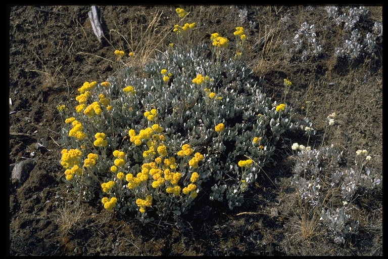 Eriogonum ternatum Eriogonum ternatum