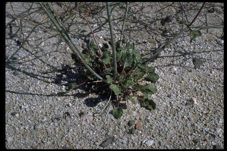 Eriogonum trichopes
