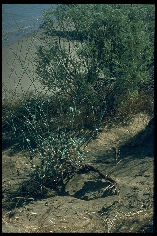 Eriogonum nudum var. psychicola Eriogonum nudum var. psychicola