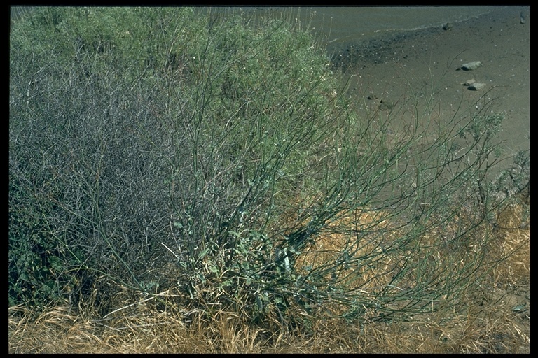 Eriogonum nudum var. psychicola Eriogonum nudum var. psychicola
