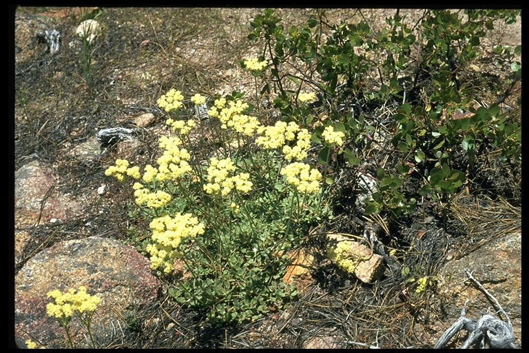 Eriogonum ursinum Eriogonum ursinum