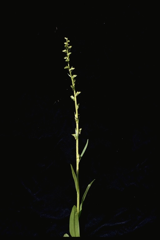 Platanthera sparsiflora Platanthera sparsiflora
