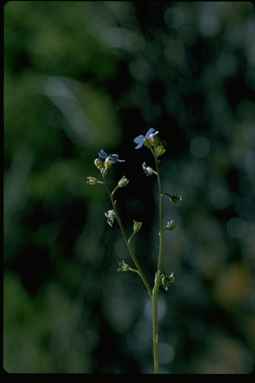 Hackelia micrantha