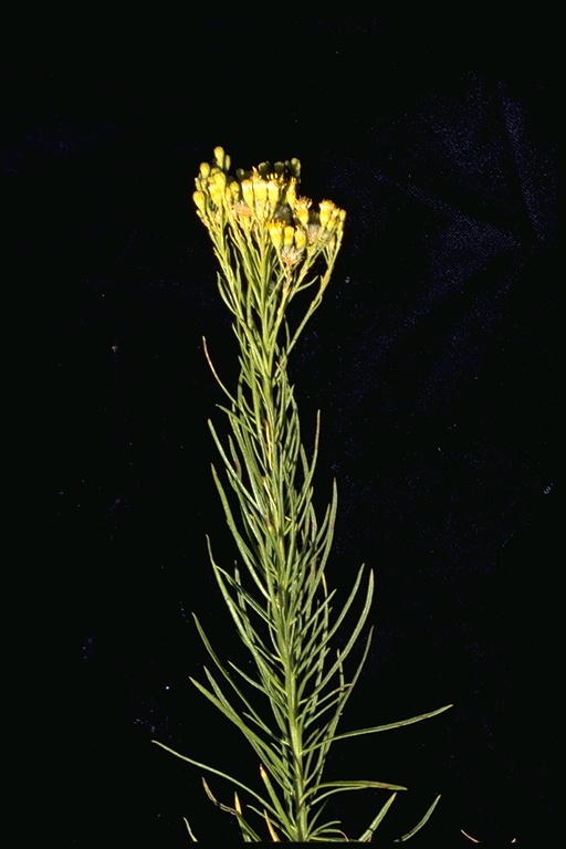 Ericameria arborescens
