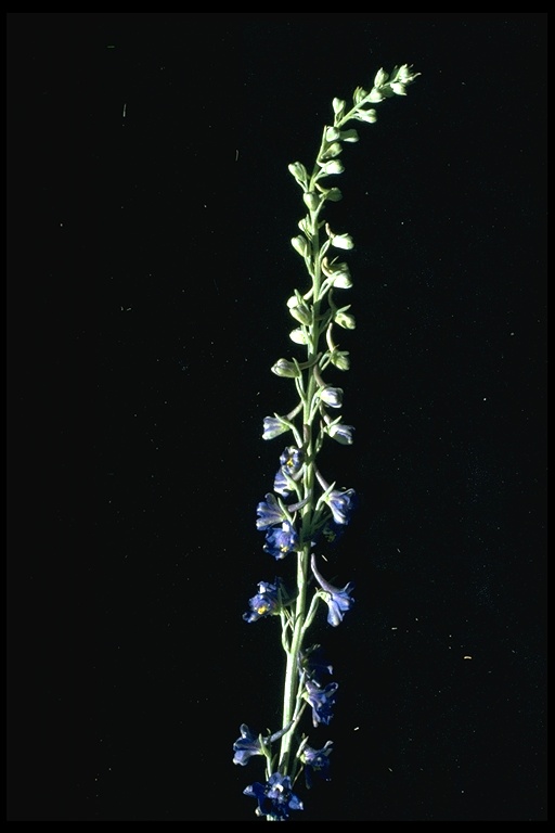 Delphinium hansenii