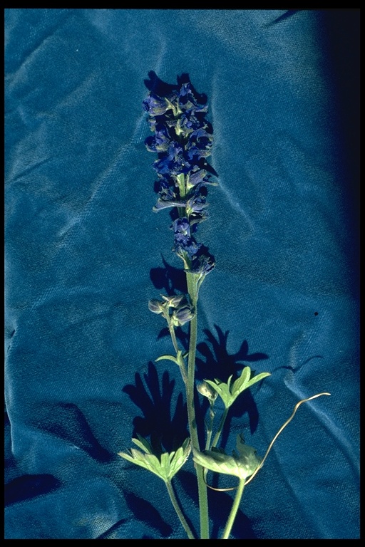 Delphinium hesperium Delphinium hesperium