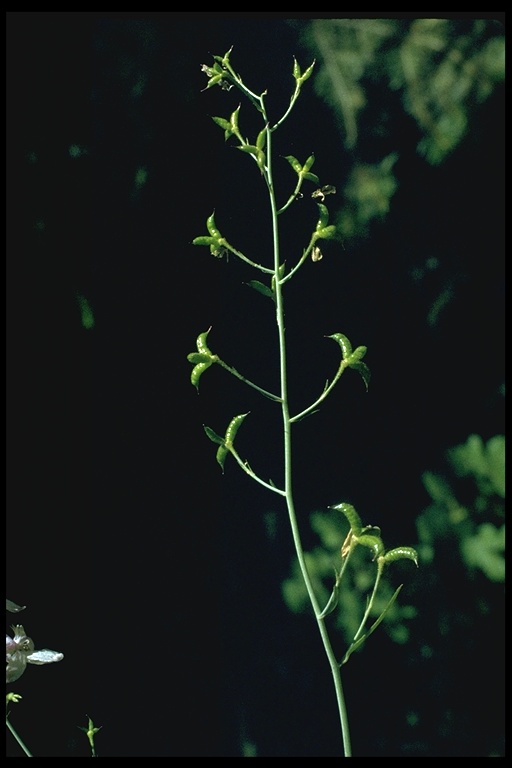 Delphinium gracilentum