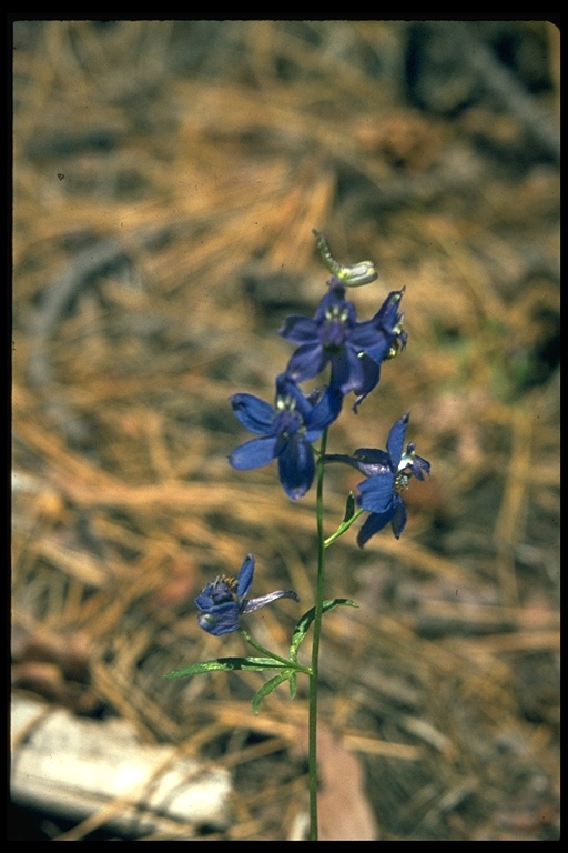 Delphinium sp. Delphinium sp.