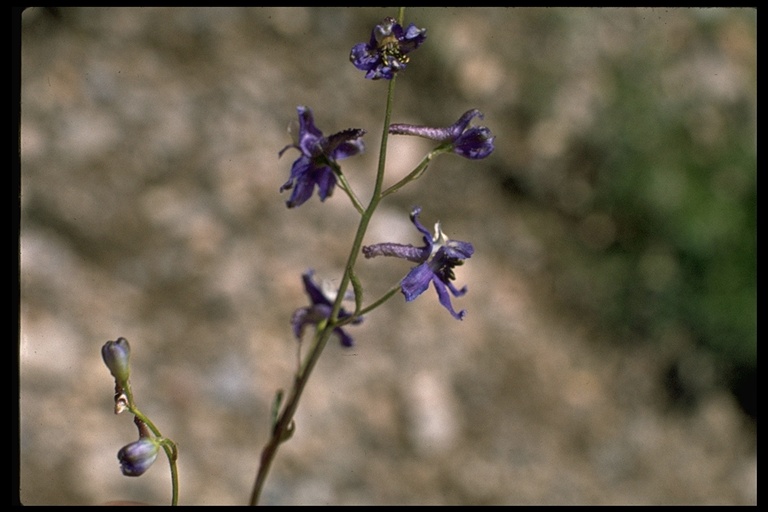 Delphinium polycladon Delphinium polycladon