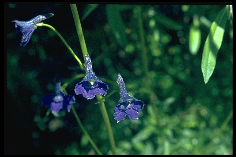 Delphinium scopulorum