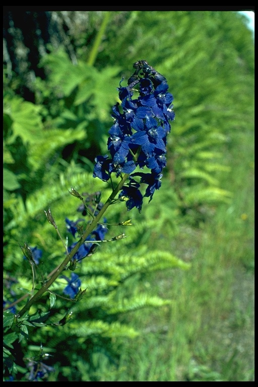 Delphinium trolliifolium Delphinium trolliifolium
