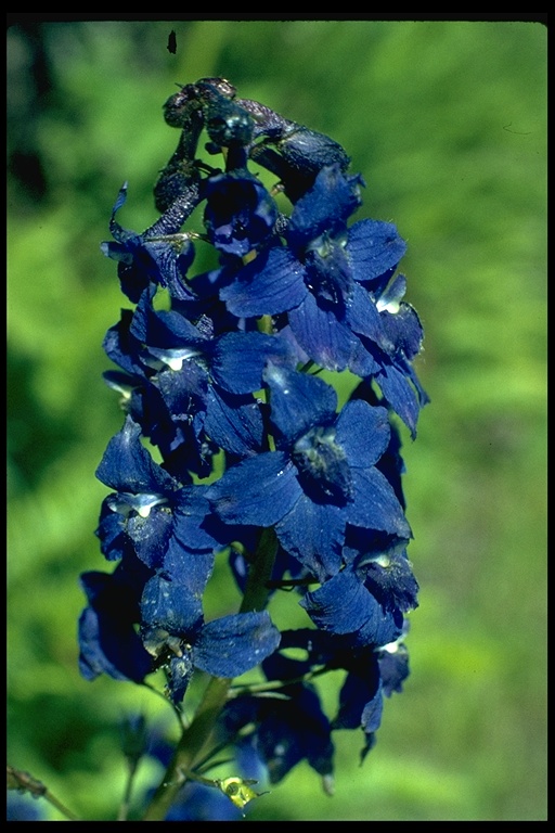 Delphinium trolliifolium Delphinium trolliifolium