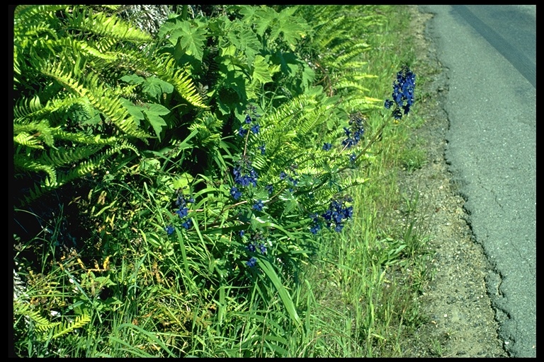 Delphinium trolliifolium Delphinium trolliifolium