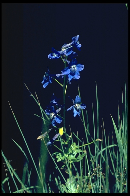 Delphinium trolliifolium Delphinium trolliifolium