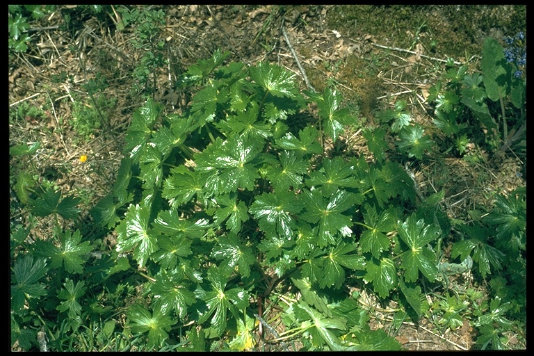 Delphinium trolliifolium Delphinium trolliifolium