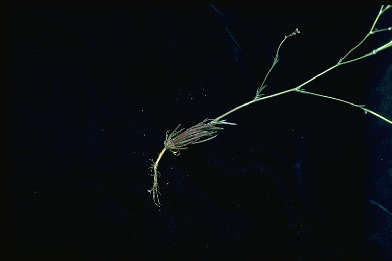 Gilia minor