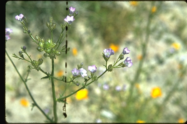 Gilia tenuiflora Gilia tenuiflora