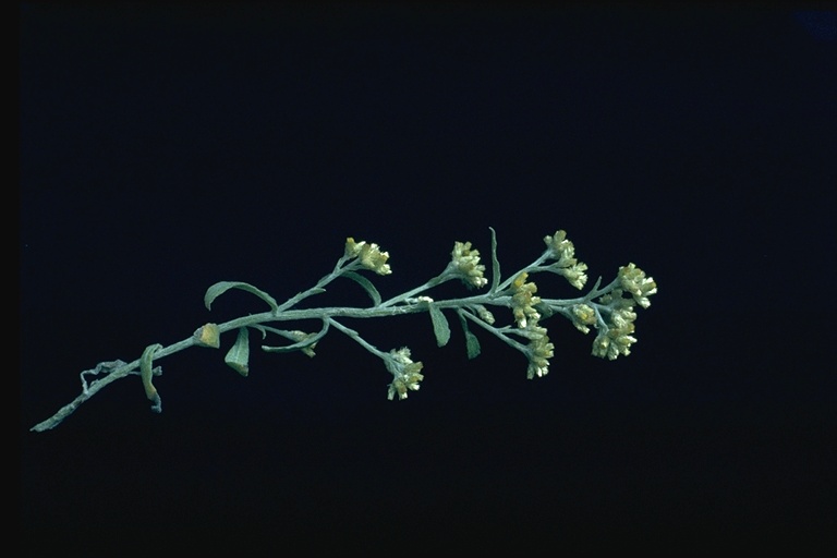 Pseudognaphalium canescens ssp. microcephalum