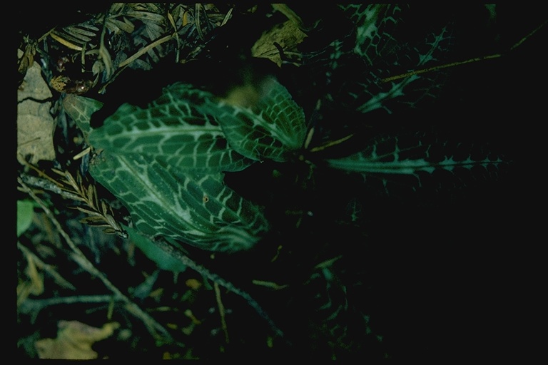 Goodyera oblongifolia