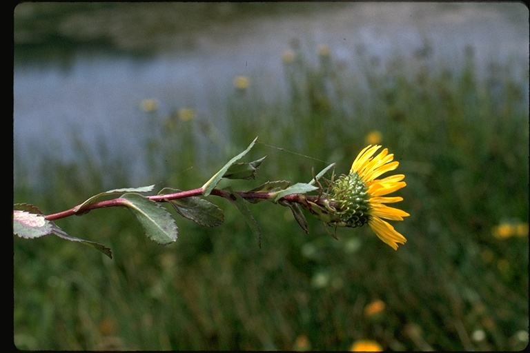 Grindelia stricta var. platyphylla