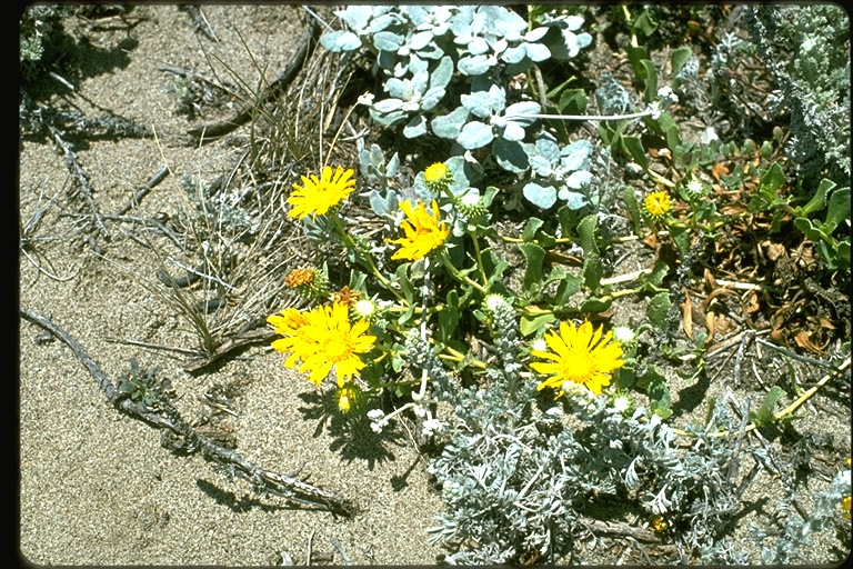 Grindelia stricta var. platyphylla