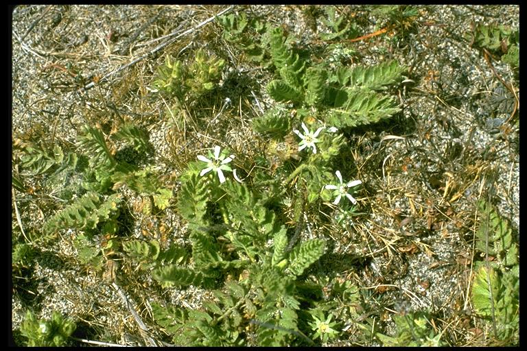 Horkelia marinensis Horkelia marinensis