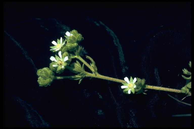 Horkelia marinensis Horkelia marinensis