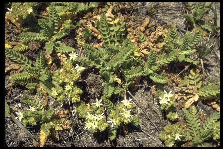 Horkelia marinensis Horkelia marinensis
