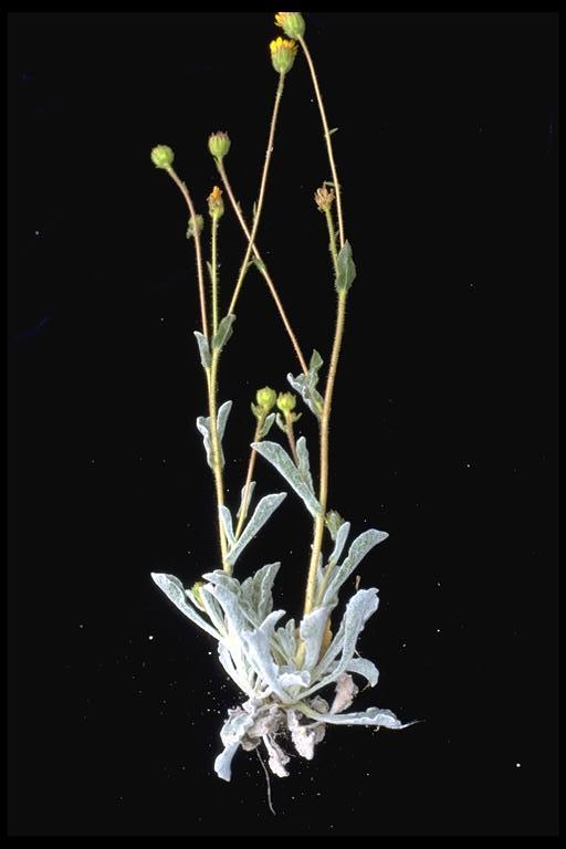 Hulsea vestita ssp. callicarpha